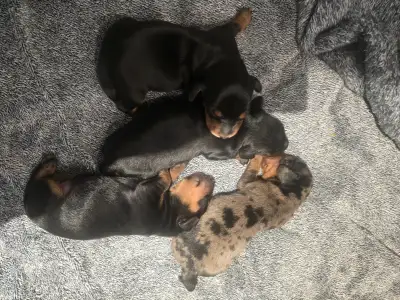 Boxing day dashound puppies, View more