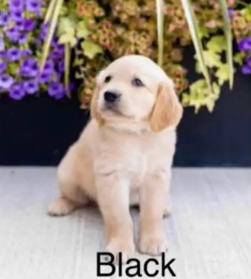 Golden Retriever Puppy - only one male left and ready to go! in Dogs & Puppies for Rehoming in City of Toronto - Image 3