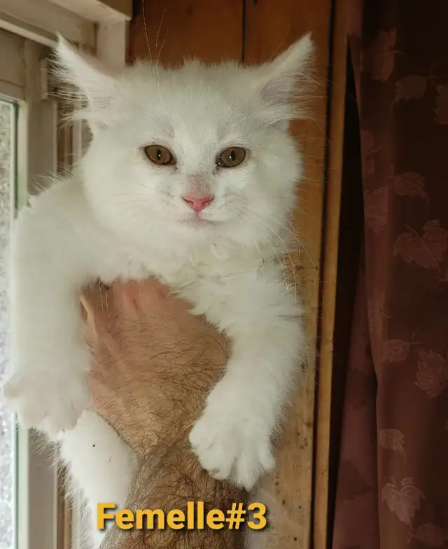 Chaton Poil long (50% Angora Turc, 25% Maine Coon, 25% Sibérien) in Cats & Kittens for Rehoming in Victoriaville - Image 8