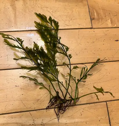 African Water Fern - rare aquarium plant, View more