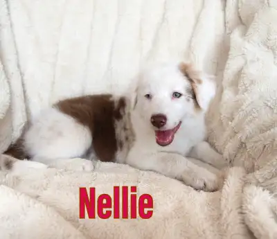 ***Gorgeous Australian Shepherd/Red Border Collie Pups ***, View more