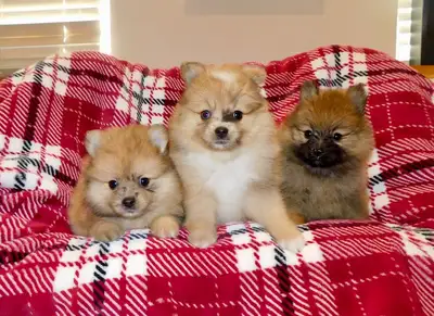 Pomeranian puppy(437-734-9480), View more