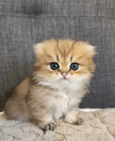 Purebred British shorthair and British Longhair kittens, View more