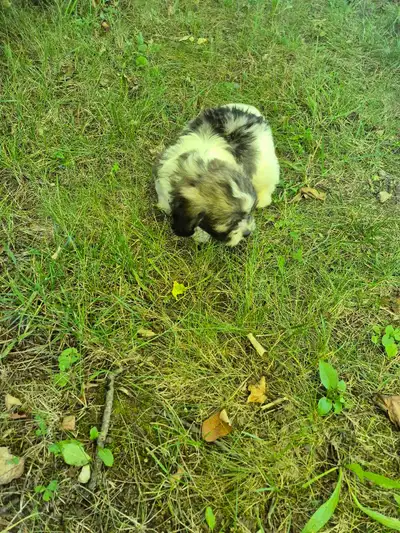 Shihtzu mix puppies, View more
