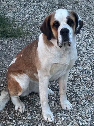 St Bernard Dog, View more
