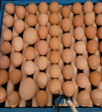 Guinea hen hatching  eggs