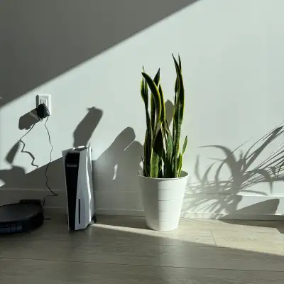 Sansevieria snake home life plant interior 95 cm, View more