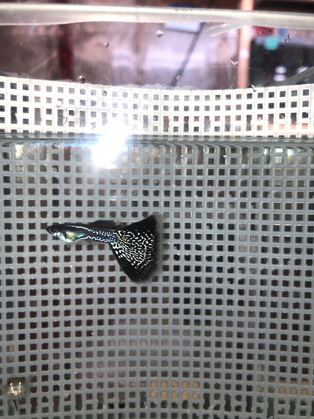 Two Trios of Black and White Guppies for Sale in Fish for Rehoming in Oshawa / Durham Region