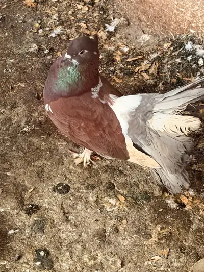 Pigeon fantail for sale, View more