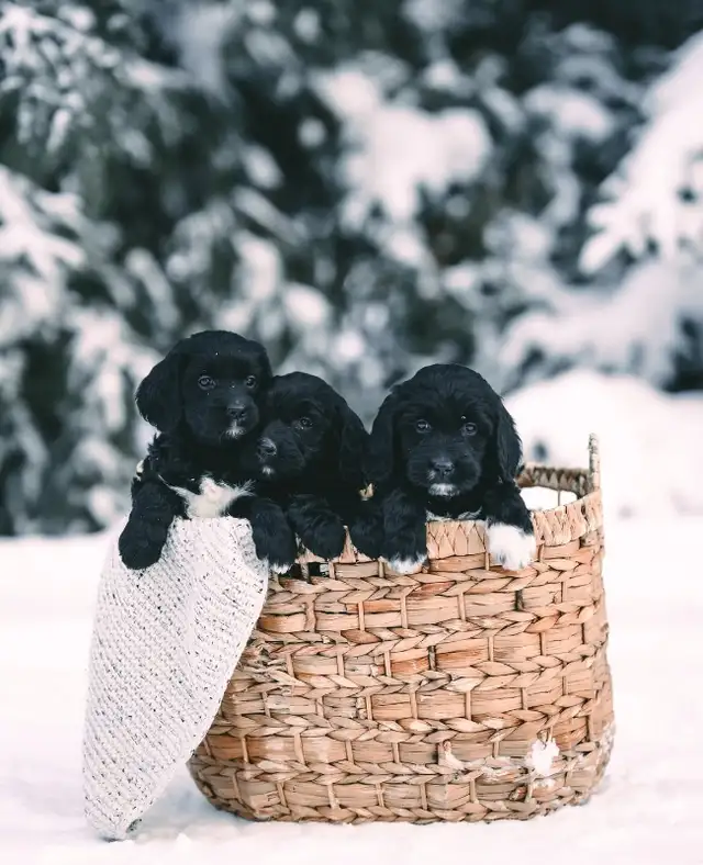 SOLD! Stunning Black Goldendoodle in Dogs & Puppies for Rehoming in Edmonton - Image 9