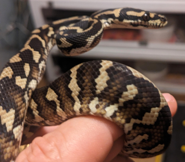 Carpet Python in Reptiles & Amphibians for Rehoming in Hamilton - Image 2