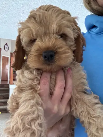 10 weeks old, Male, ready to go. Tucker is the sweetest little cuddle bug, he was reserved but it fe...