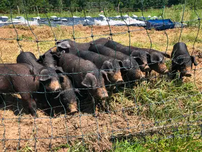 Piglets ready to go. Pasture raised pigs.