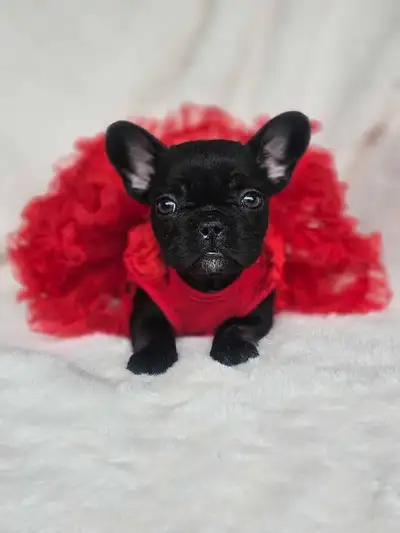 ✨ French Bulldog Puppies Available! ✨ Looking for the perfect addition to your family? Our adorable...