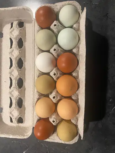 12aine 30$ Oeufs fécondés Coq : Amraucana, Maran et Soyeux Poules : Maran, olive egger, amraucana, c...