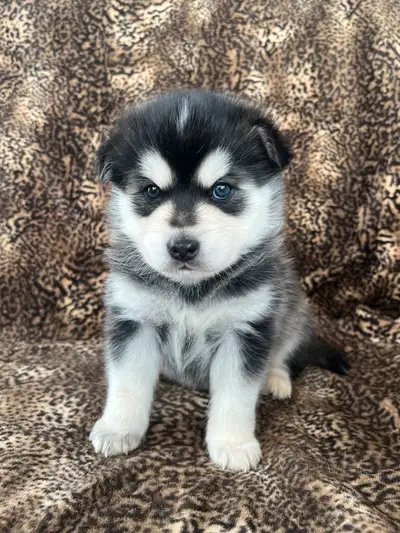 Meet our stunning Pomsky litter. Pictures do not justice these gorgeous puppies . Come to meet them...
