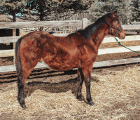Cattle Bred Yearling AQHA Colt 