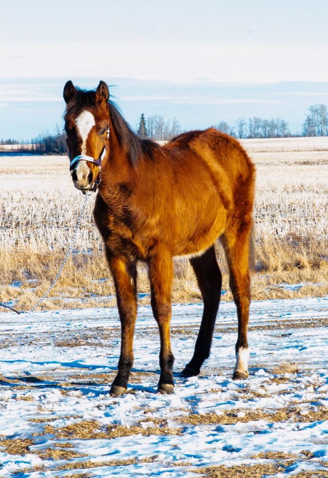 Fancy Bay Registered Paint Yearling Filly in Horses & Ponies for Rehoming in Edmonton - Image 3
