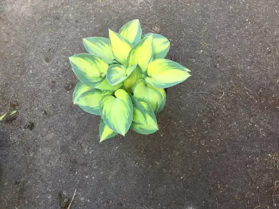  Perennial plant Hostas , View more