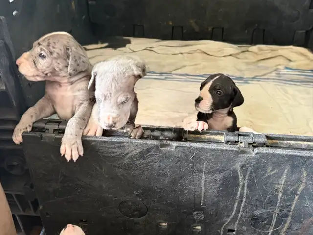 LITTLE giants Great Danes in Dogs & Puppies for Rehoming in Markham / York Region - Image 5