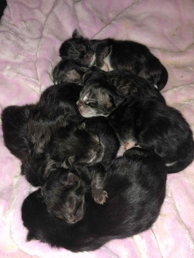 J’ai 4 beaux petits chatons 3/4 Maine Coon de disponibles! dans Chats et chatons à adopter  à Lanaudière - Image 2