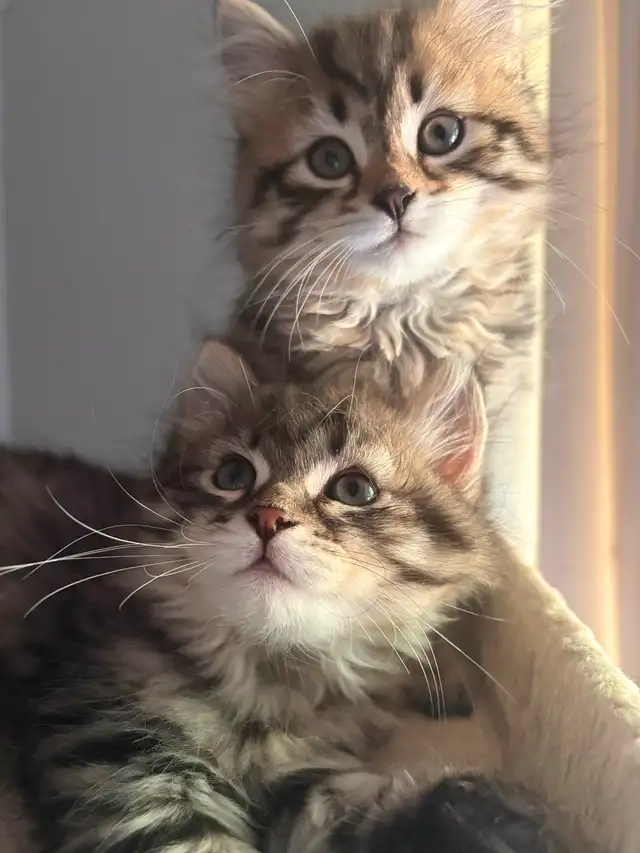 Pedigree Siberian Kittens Available
