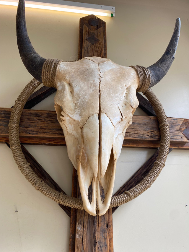 Buffalo Skull Wall Hanging in Arts & Collectibles in Kawartha Lakes - Image 3