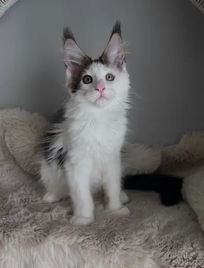 Maine Coon Kitten - boy, View more