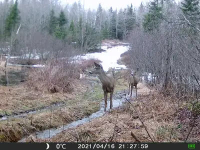 100 ACRES PRIME LAND . BIG WOOD ASH MAPLE YELLOW BIRCH SOFTWOOD. BEAR DEER MOOSE BIG BEAVERDAM LOTS...