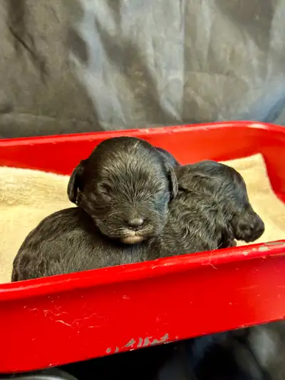 Cavapoo Puppies, View more
