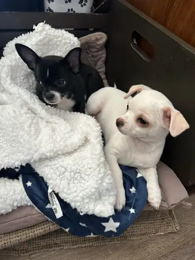 2 Baby boys left ~ Chihuahua  puppies, View more