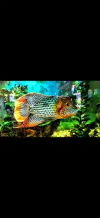 Cichlids fish aquarium pet animal 