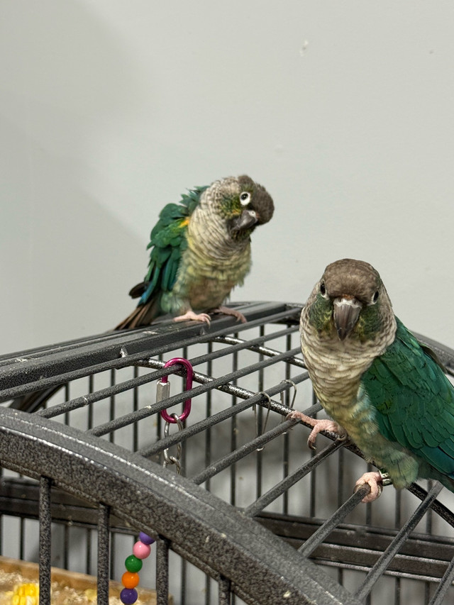 Looking to rehome 4 conure 1 pair, 1 male and 1 female in Birds for Rehoming in Mississauga / Peel Region - Image 3