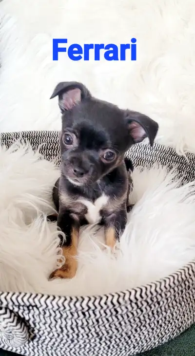 Chihuahua Puppies Multiple Colors, View more