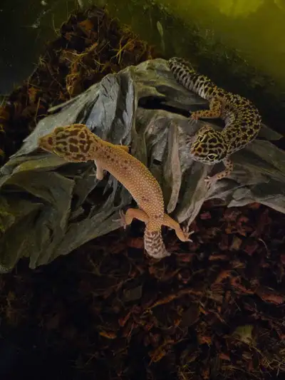 female leopard geckos , View more