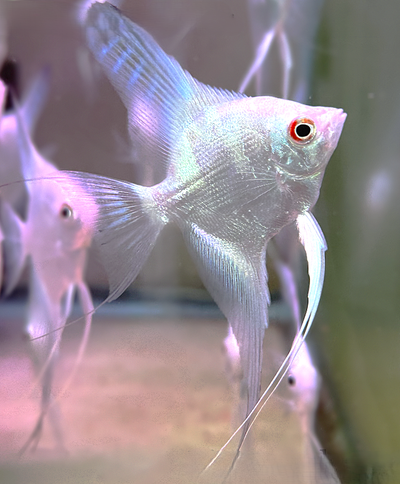 Lilac /blue Bulgarian  seal point Angelfish, View more