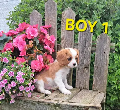 Cavalier King Charles Spaniel puppies, View more
