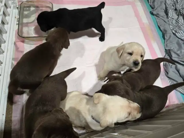 Female lab puppies in Dogs & Puppies for Rehoming in Truro - Image 8