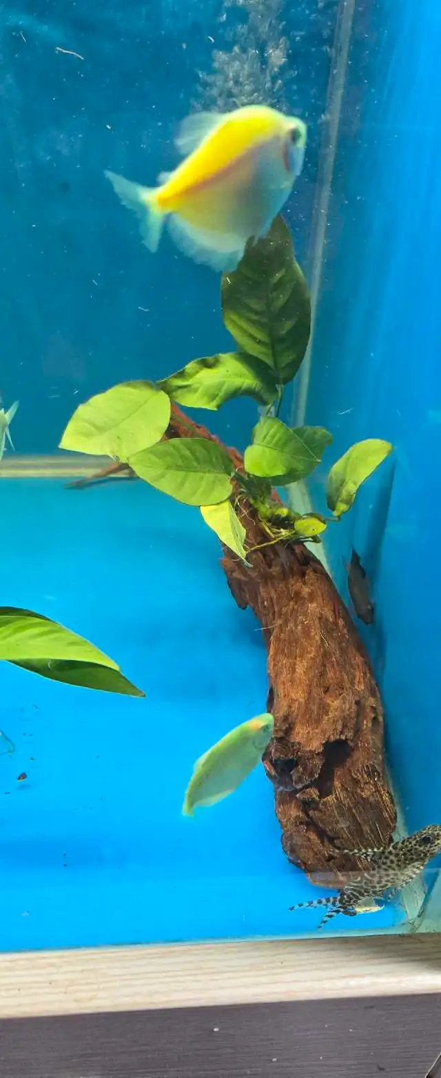 Anubias plants  in Fish for Rehoming in Mississauga / Peel Region - Image 6