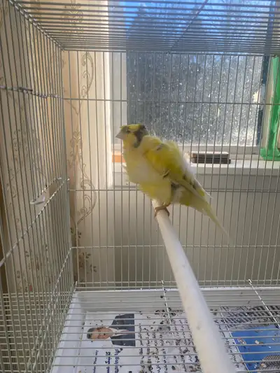 Parisian Frill Canary Male , View more