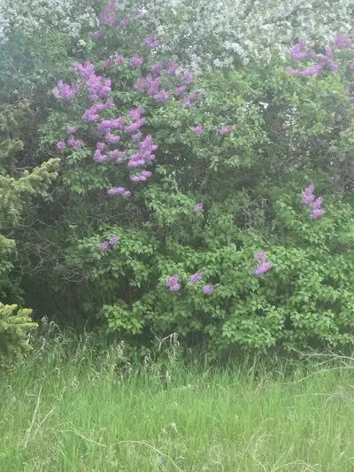 12 LOTS TOTAL 1.5 ACRES APPROX 150' X 350' IRREVULAR 3 ROAD FRONTAGES THERE IS A NON REPAIRABLE HOUS...