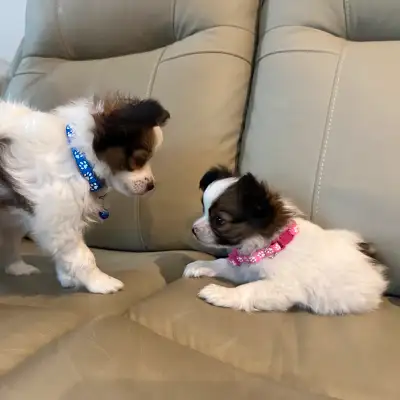 Papillon Puppies, View more