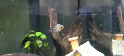 I'm selling two species Apistogramma fish. Blue cheek dwarf cichlid - Apistogramma eunotus BORELLII...