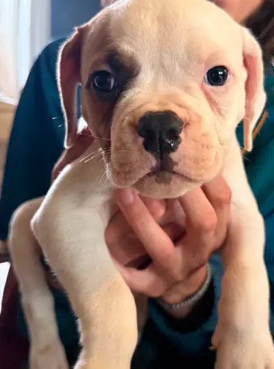 American Bulldog Puppies, View more