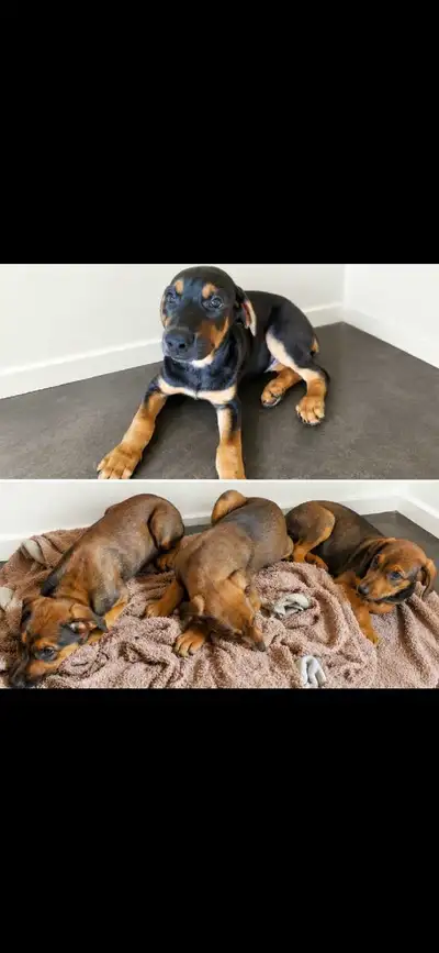 Doberman/shepherd puppies, View more