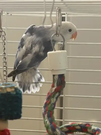 Baby lovebird ready for a home!, View more