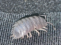 Porcellio Scaber Isopods 