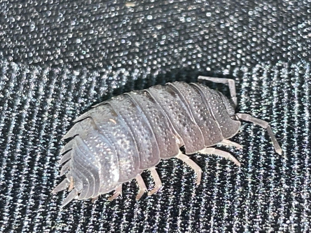 Porcellio Scaber Isopods  in Reptiles & Amphibians for Rehoming in St. John's