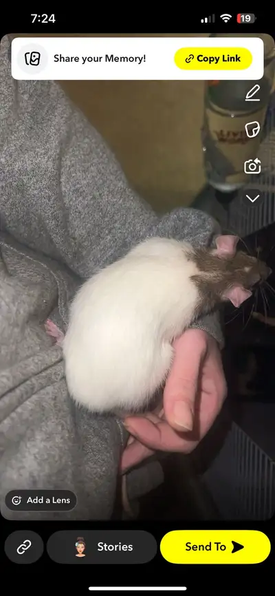 two female ratties, View more