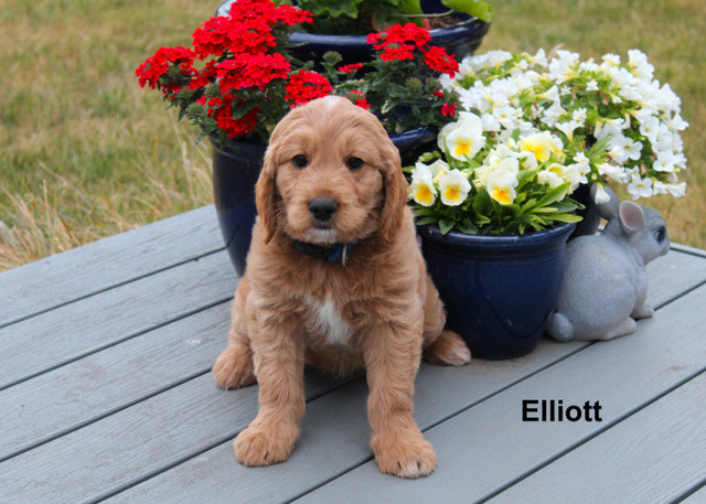 WAVENY GOLDENS - Daisy & Rory’s F1 Goldendoodles in Dogs & Puppies for Rehoming in Saskatoon - Image 4